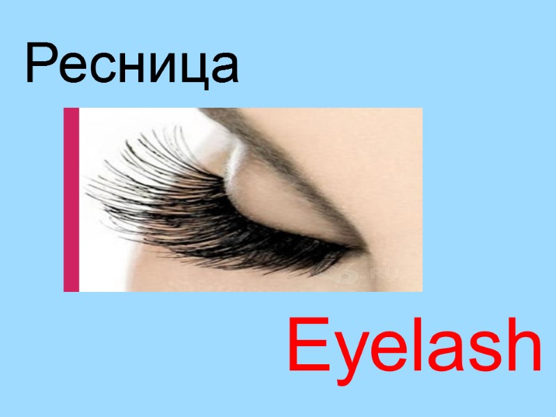 Eyelash Ресница